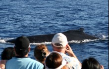 Exclusive Whale Watch with the Experts from Ma'alaea
