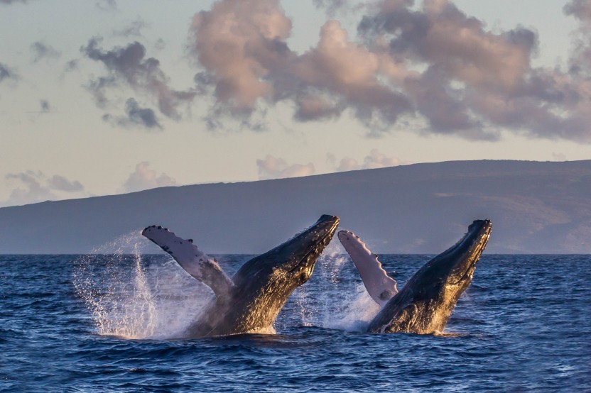 Sunrise Whale Watching from Ma’alaea