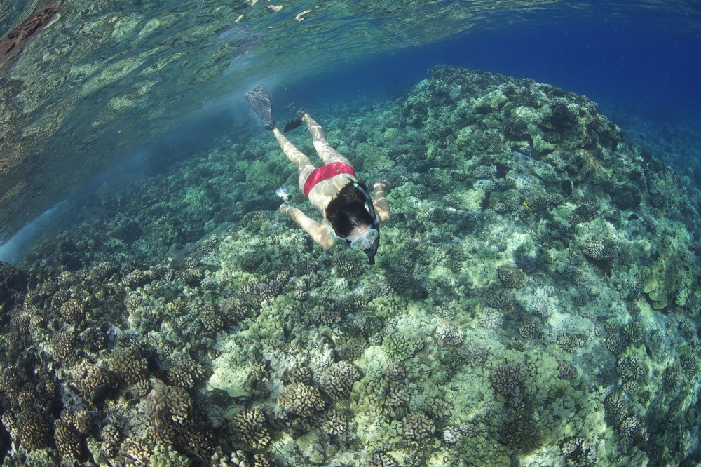 Lanai Snorkel & Dolphin Watch from Lahaina Lahaina Project Expedition