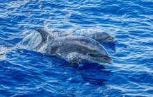 Lanai Snorkel & Dolphin Watch from Maalaea