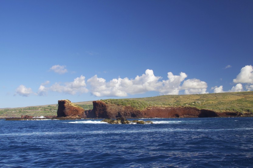 Whalewatch Discount Ma’alaea