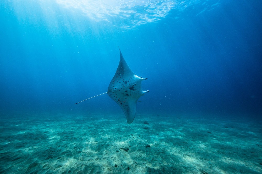 Honolua Bay Snorkel & Sail from Lahaina Lahaina Project Expedition