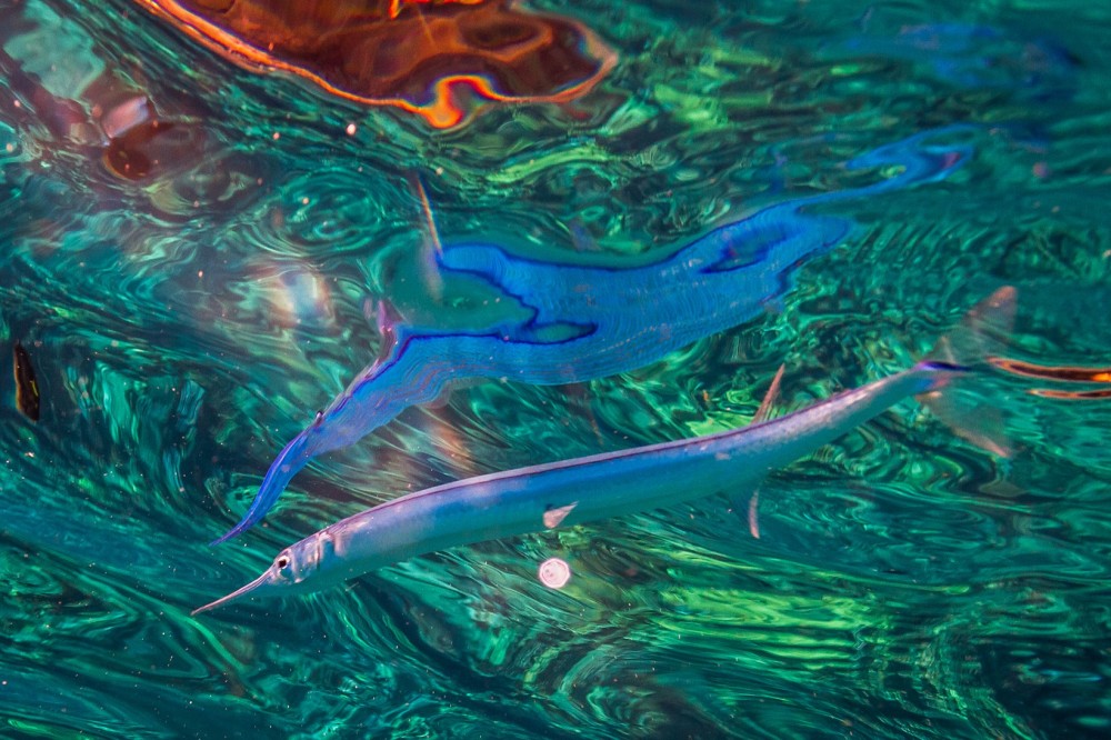 Honolua Bay Snorkel & Sail from Lahaina Maalaea Project Expedition