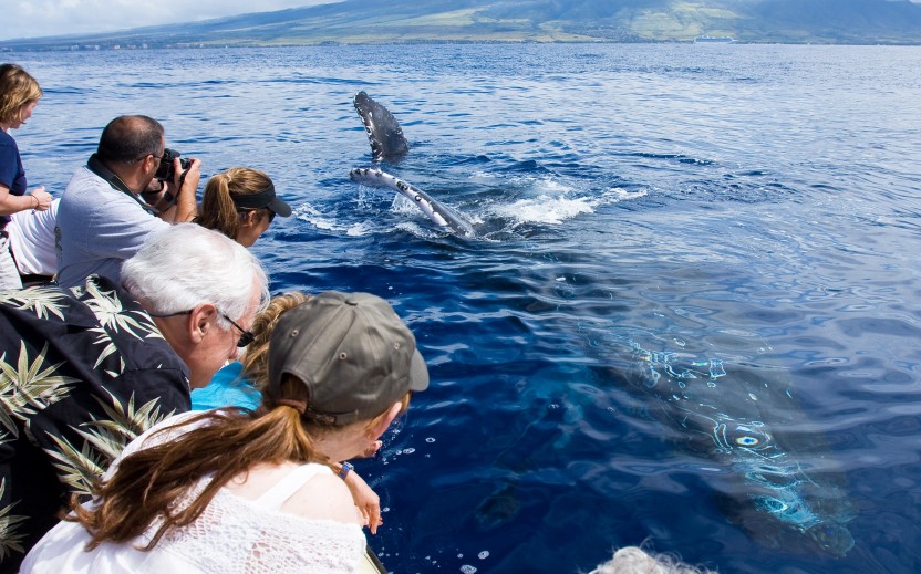 Deluxe Whale Watch Sail from Maalaea
