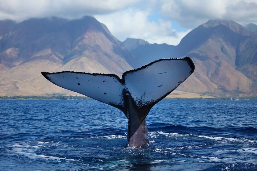 Deluxe Whale Watch Sail from Maalaea