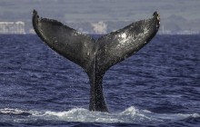 Deluxe Whale Watch Sail from Lahaina