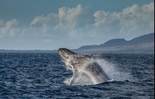 Deluxe Whale Watch Sail from Maalaea