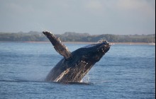 Deluxe Whale Watch Sail from Maalaea