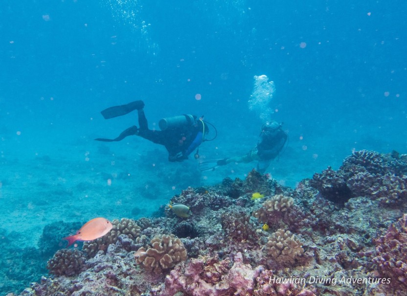 Deep Wreck & Reef Scuba Dives