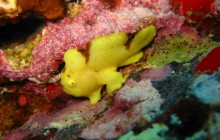 Kohala Divers2