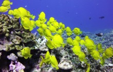 Kohala Divers7