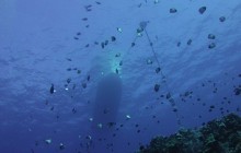 Kohala Divers