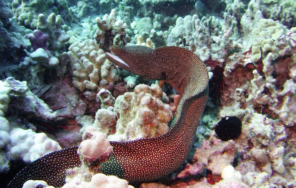 2 Tanks Scuba Dive Kawaihae Project Expedition