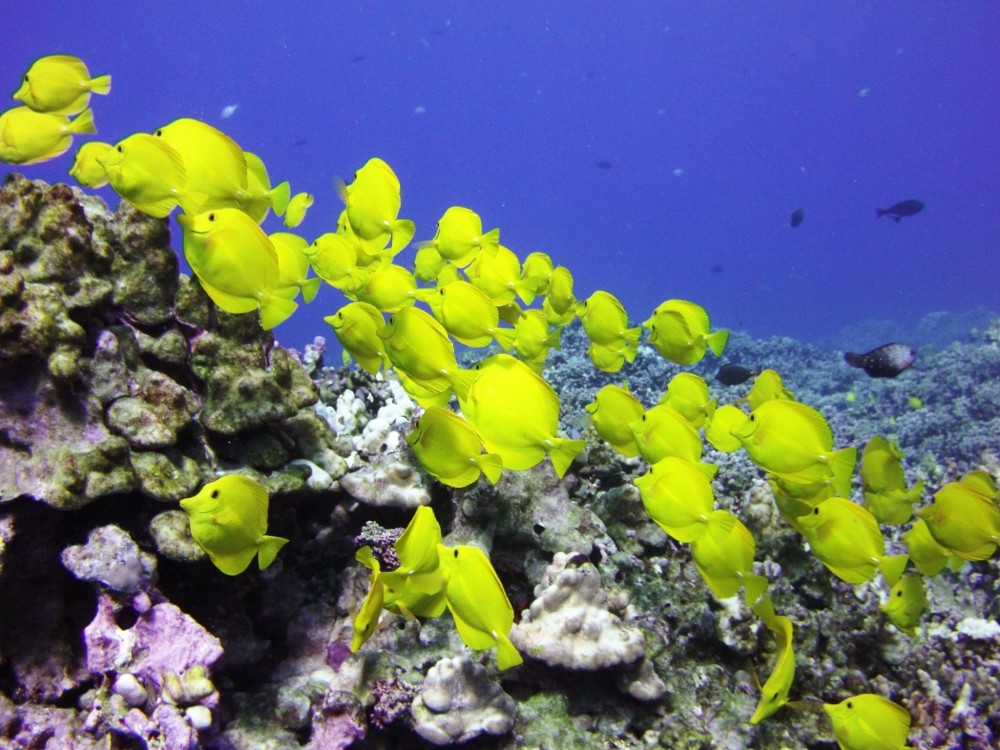 2 Tanks Scuba Dive Kawaihae Project Expedition