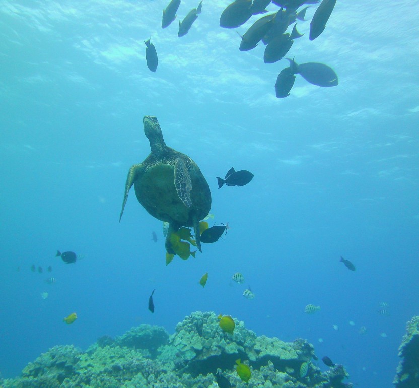 Morning Whale Watch With Snorkeling