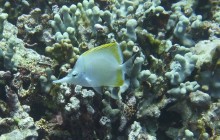 Kohala Divers20