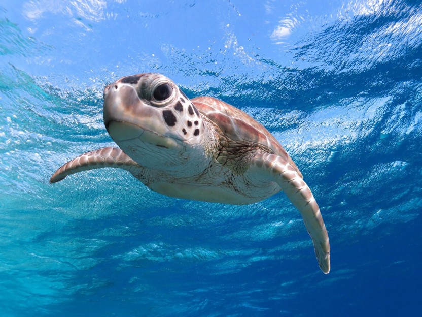 Deluxe Snorkel & Dolphin Watch Adventure