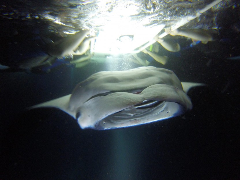 Kona Manta Ray Night Snorkel Tour (Manta Guarantee Policy)