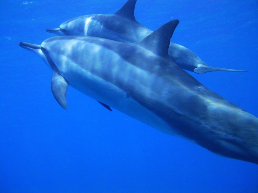Wild Dolphin Snorkeling Encounter