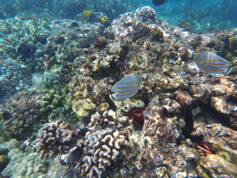Wildlife & Captain Cook Kealakekua Bay Reef Snorkel Adventure