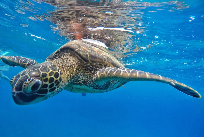 West Maui Snorkel & Catamaran Sail