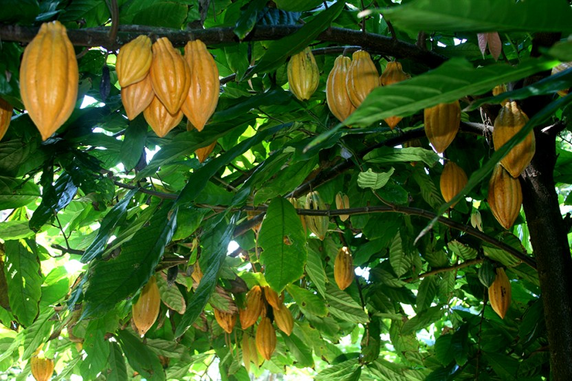 3-Hour Walking & Chocolate Tasting Tour