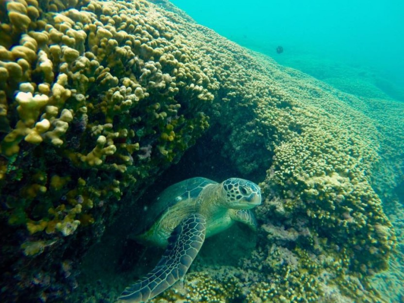Self Kayak and Snorkeling Adventure