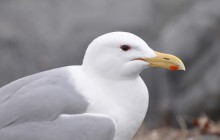 Salmon Berry Travel & Tours97