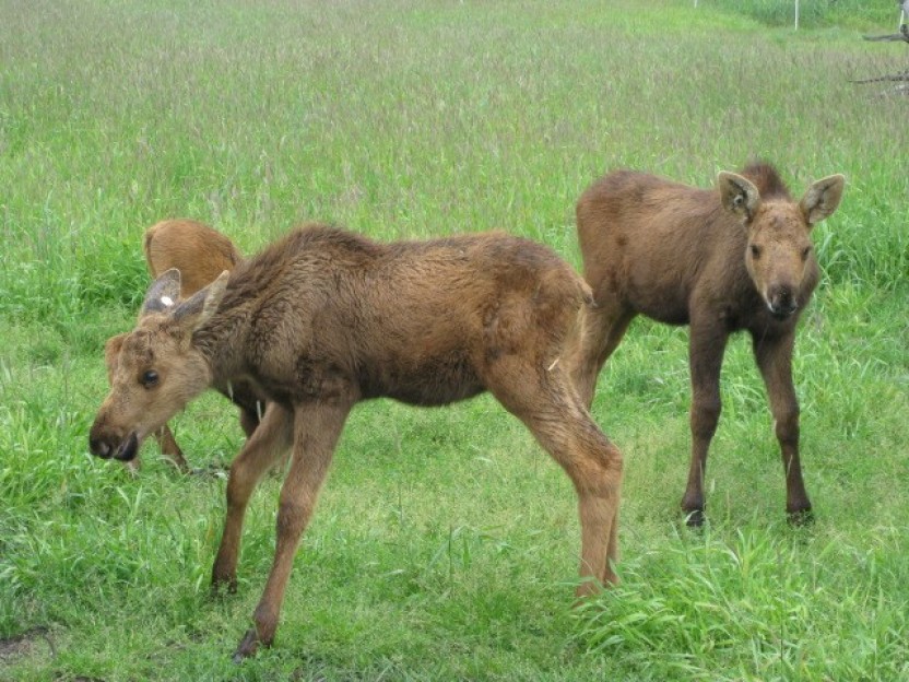 Wildlife Tour from Anchorage