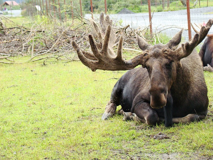 Turnagain Turn Tour