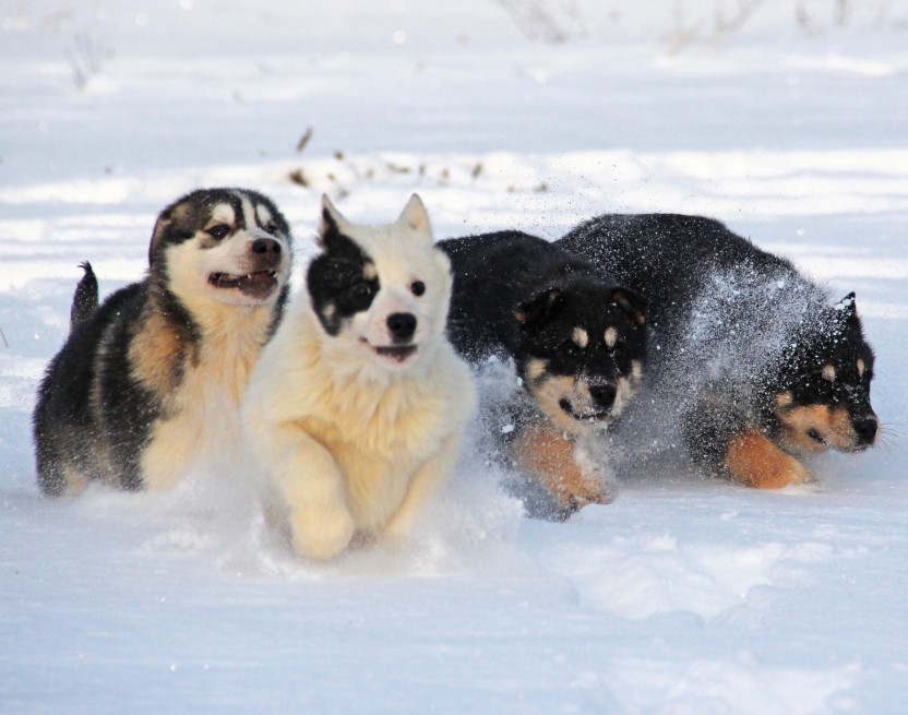 Winter Dog Sledding