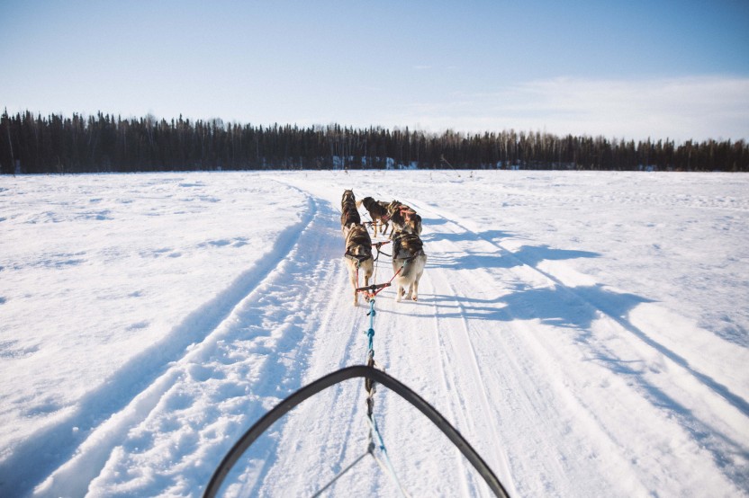 Winter Dog Sledding