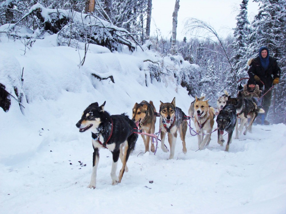 Winter Dog Sledding Anchorage Project Expedition