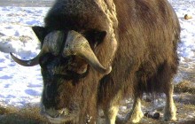 Salmon Berry Travel & Tours156