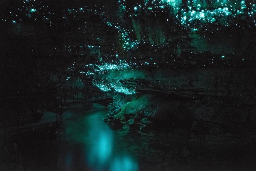 Waitomo Glow Worm Cave Tour (Private Transport)