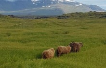 Icelandia405