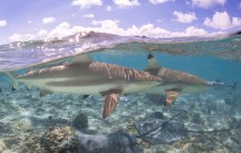 Eco Sharks, Rays & Coral Garden Snorkeling