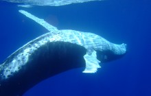 Private Bora Bora Whales Watching