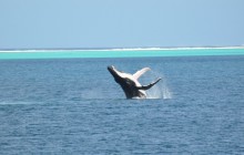 Private Bora Bora Whales Watching