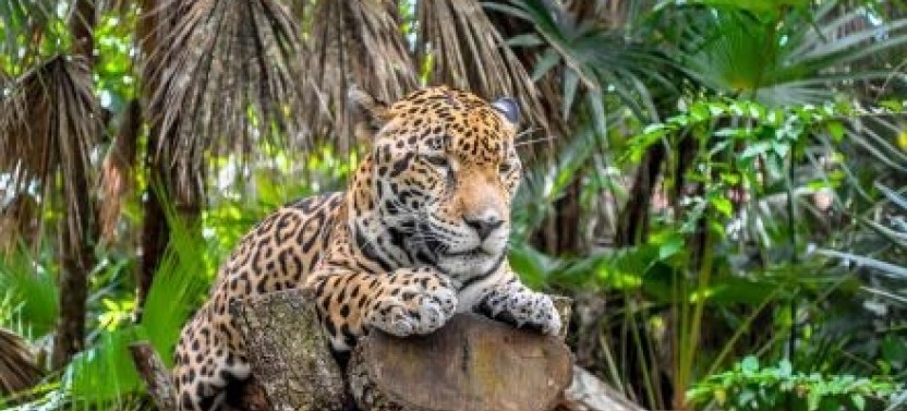 Private Tour: Altun Ha and Belize City Tour