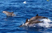 Sea Experience Whale & Dolphin Watching Full Day