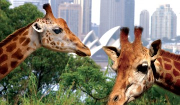 A picture of Sydney Harbour Hop On Hop Off 2 Day Explorer Pass + Taronga Zoo entry