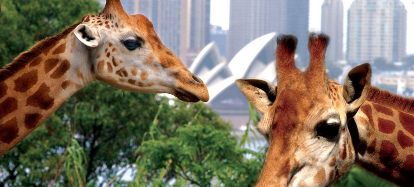 Whale Watching Cruise + Taronga Zoo Sydney