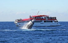 Whale Watching Cruise + Taronga Zoo