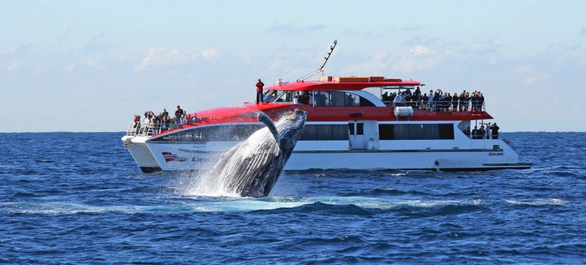 Sydney Whale Watching Afternoon Tour