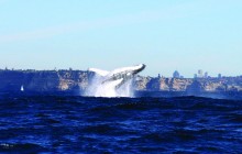 Whale Watching Afternoon Tour