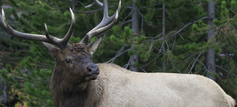 Grand Teton: Private Sunrise Summer Tour
