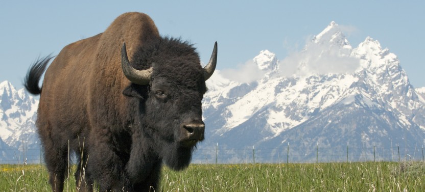 Grand Teton: Private Sunrise Summer Tour