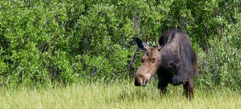 Grand Teton: Private Sunset Summer Tour