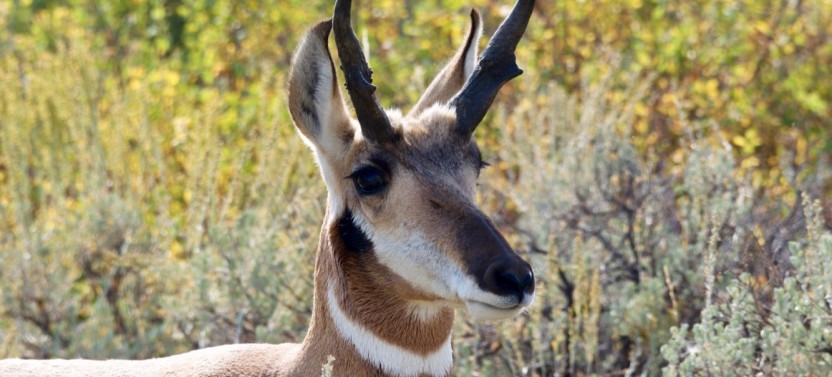 Grand Teton: Private Sunset Summer Tour